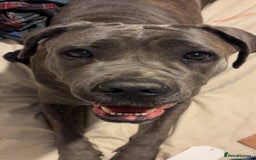 Cane Corso dogs for sale: Bella the Cane Corso  - Image 4
