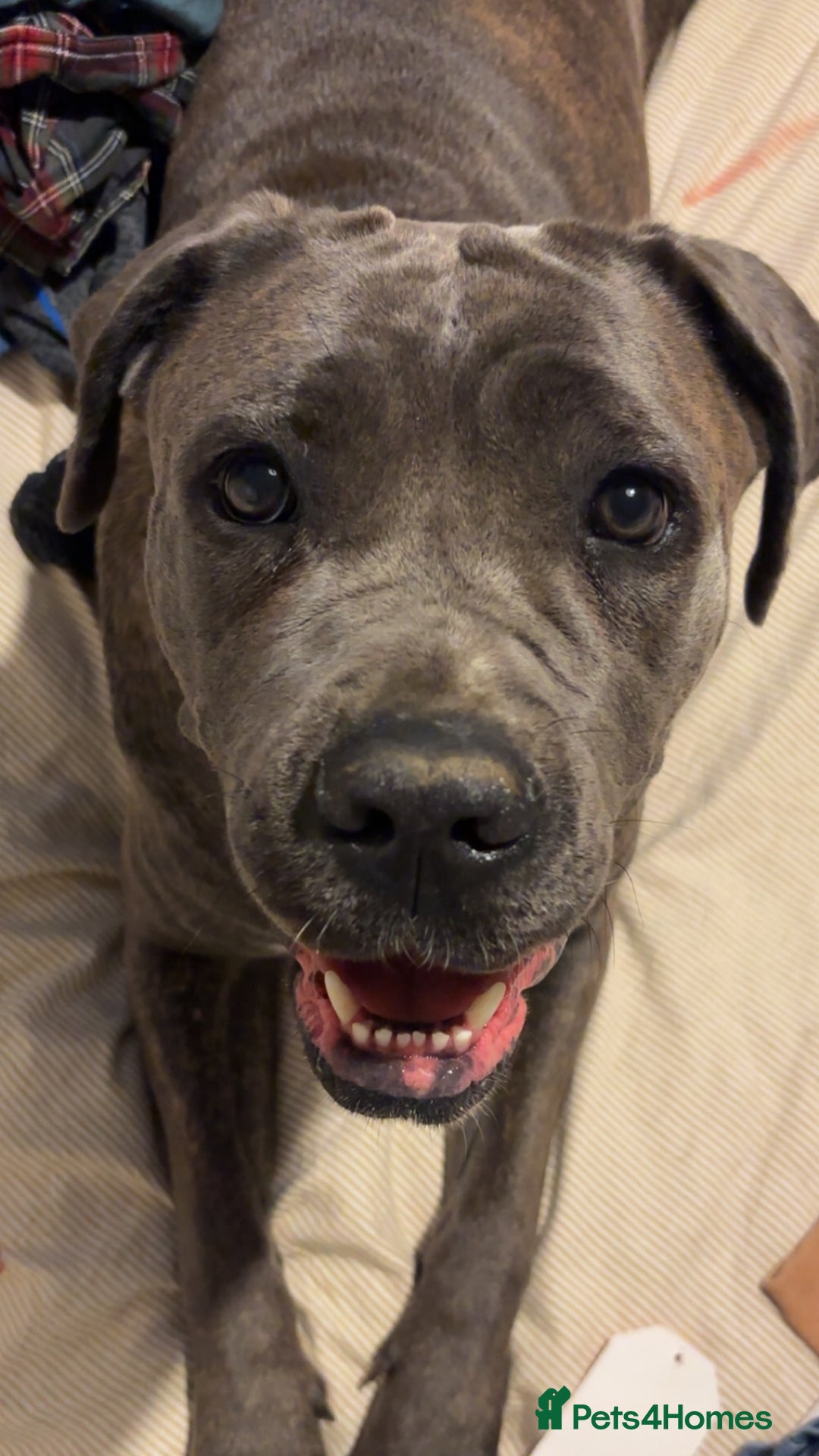 Cane Corso dogs for sale: Bella the Cane Corso  - Image 4