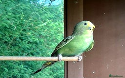 Budgerigars birds for sale: 2 green sibling budgerigars  - Image 3
