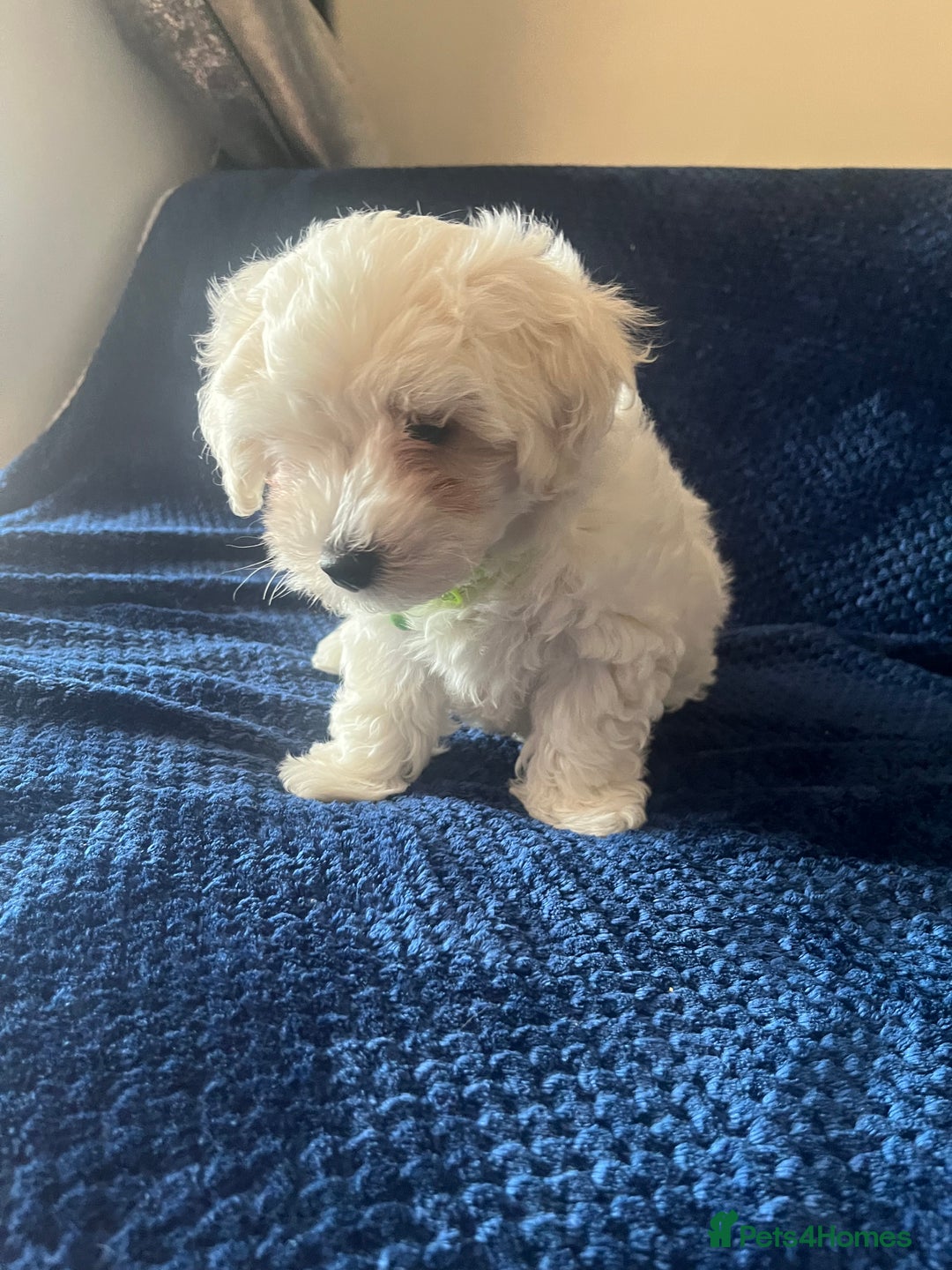 Bichon Frise dogs for sale: 4 adorable bichon puppy’s  - Image 15