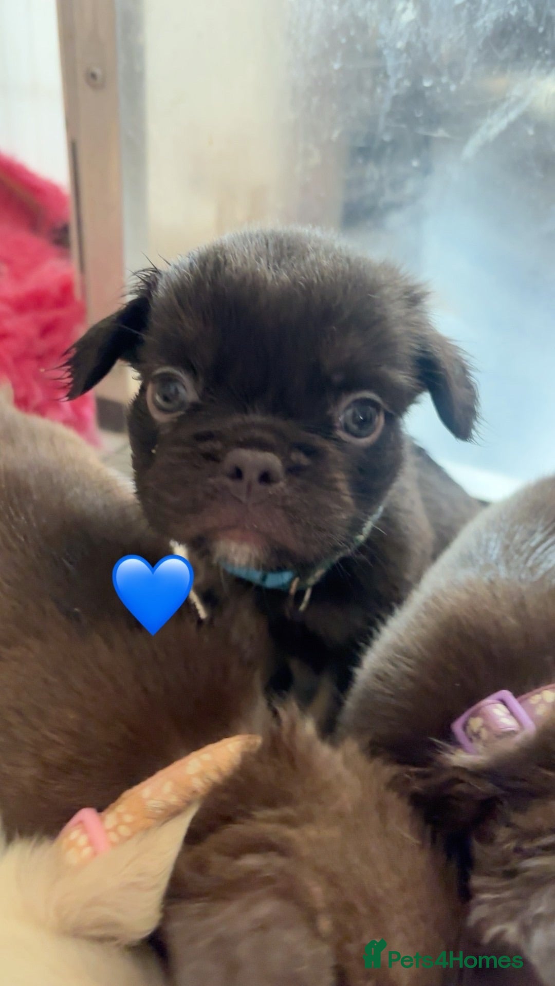 French Bulldog dogs Fluffy French bulldog - Advert 2