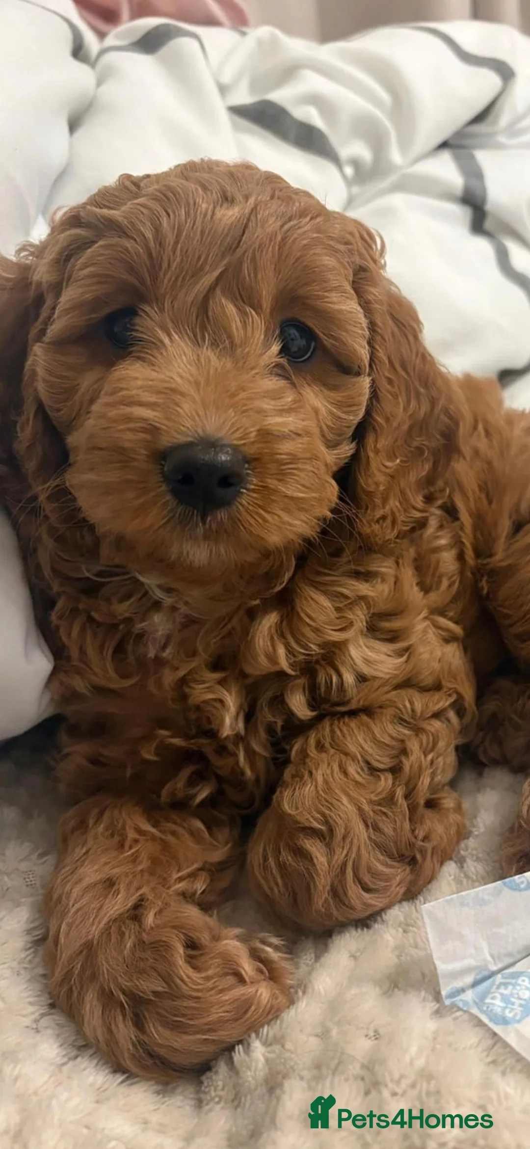 Cockapoo dogs for stud: Cockapoo stud in Runcorn - Advert 14