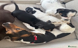 Mixed Breed dogs for sale: Cocker jacks. 2 boys 2 girls! - Image 13