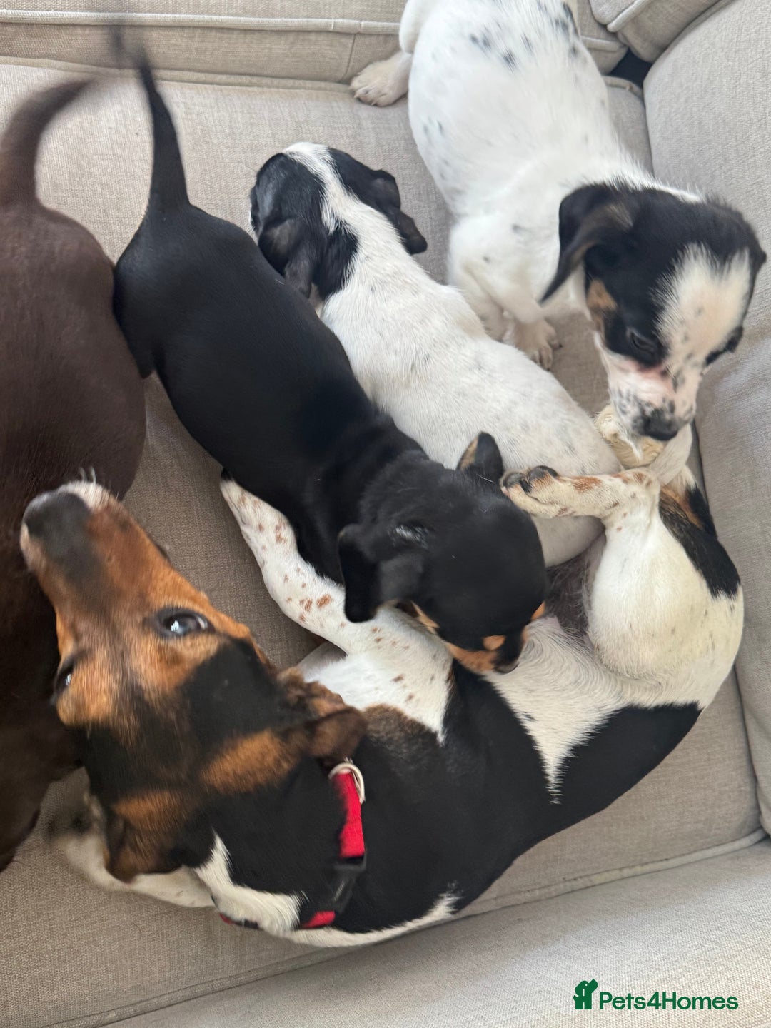 Mixed Breed dogs for sale: Cocker jacks. 2 boys 2 girls! - Image 13