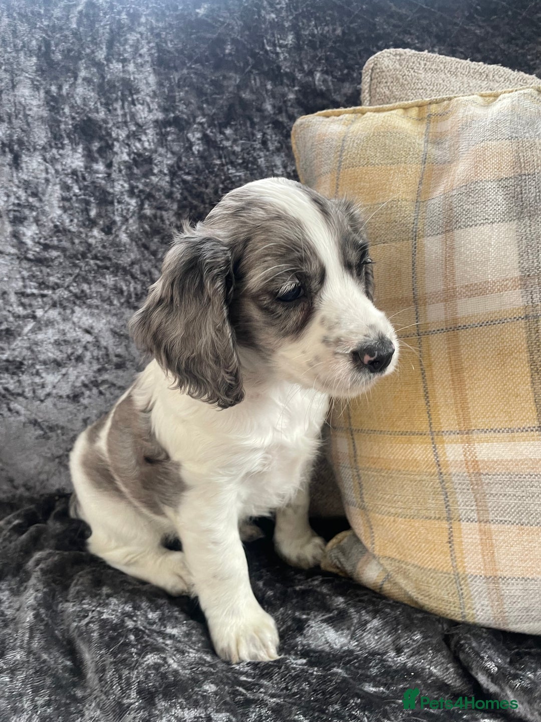 Cocker Spaniel dogs for sale: 1 Merle girl colored cocker spaniel   - Advert 8
