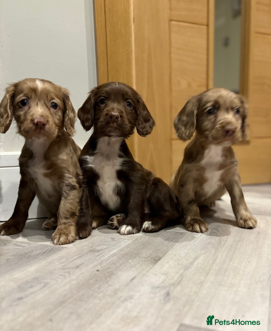 Cocker Spaniel dogs for sale: 🐶 KC Registered Cocker Spaniel Pups 🐶  - Advert 15
