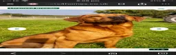 Labrador Retriever dogs for sale: Red Labrador puppies  - Advert 3