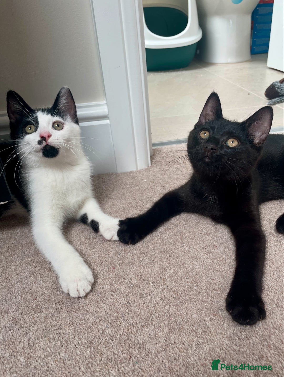 Mixed Breed cats for sale: Ozzy & Oscar - Bonded Brothers 🐾 - Image 7