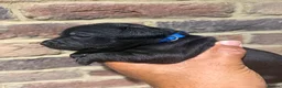 Staffordshire Bull Terrier dogs for sale: KC REG STAFFORDSHIRE BULL TERRIER PUPS are HERE   - Advert 11