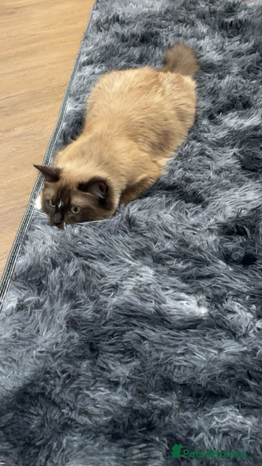 Ragdoll cats for sale: Beautiful Female Cat.1 Year Old. Fully Equipped 🐾 in Leicester - Advert 2