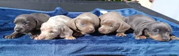 Miniature Dachshund dogs for sale: KC Reg PRA Clear mini solid colours  - Advert 4