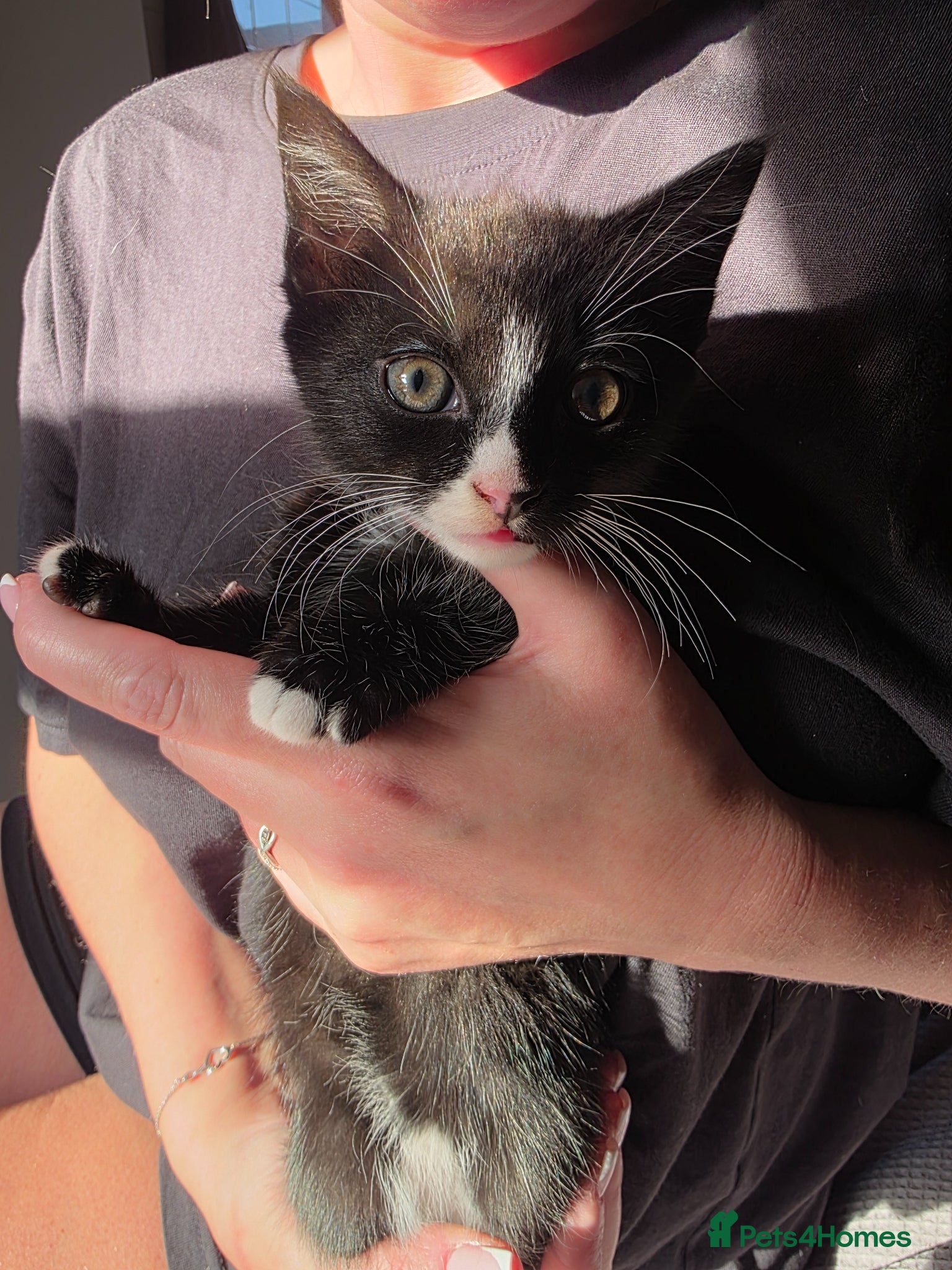 Mixed Breed cats Male kitten - Advert 1