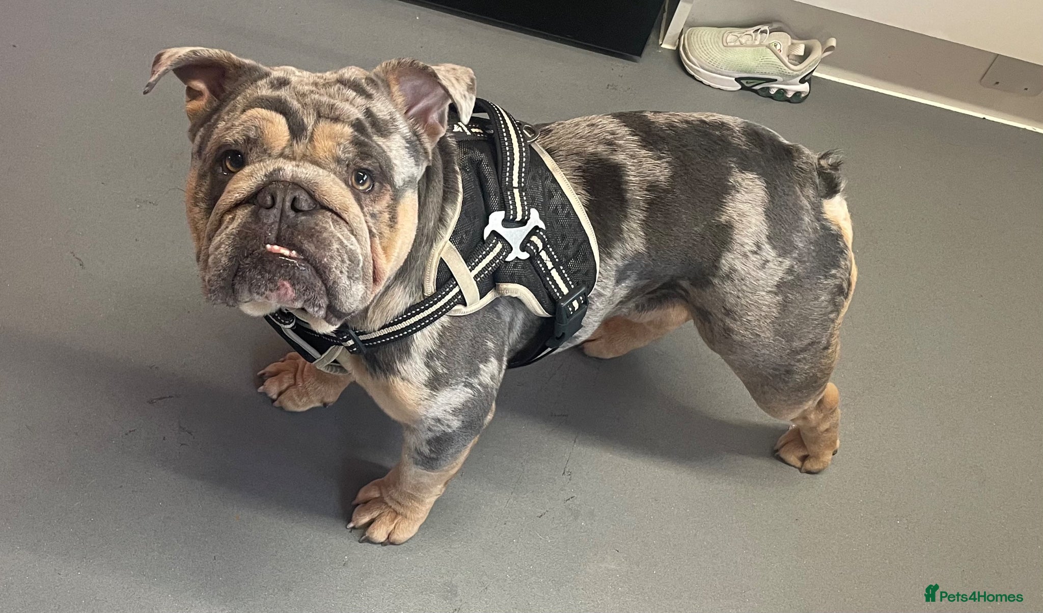 English Bulldog dogs STUD !!  - Advert 1