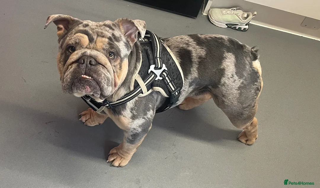 English Bulldog dogs for stud: STUD !!  - Advert 1