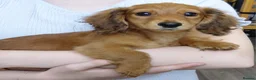 Miniature Dachshund dogs for sale: ✨️Beautiful Longhaired Minis✨️Lovely Temperments✨️ - Advert 3