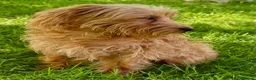 Maltipoo dogs for adoption: 🐾 Nelly – Female Maltipoo 🐾 - Advert 3