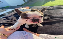 French Bulldog dogs for sale: 💕Beautiful Bella- Ready for her forever home💕 - Image 5