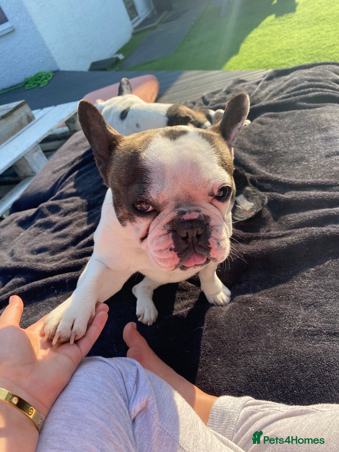 French Bulldog dogs for sale: 💕Beautiful Bella- Ready for her forever home💕 - Image 5