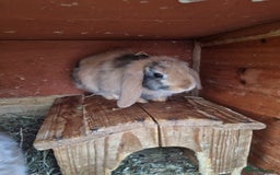 Mini Lop rabbits for sale: Mini lop pure breeds ready now - Image 4