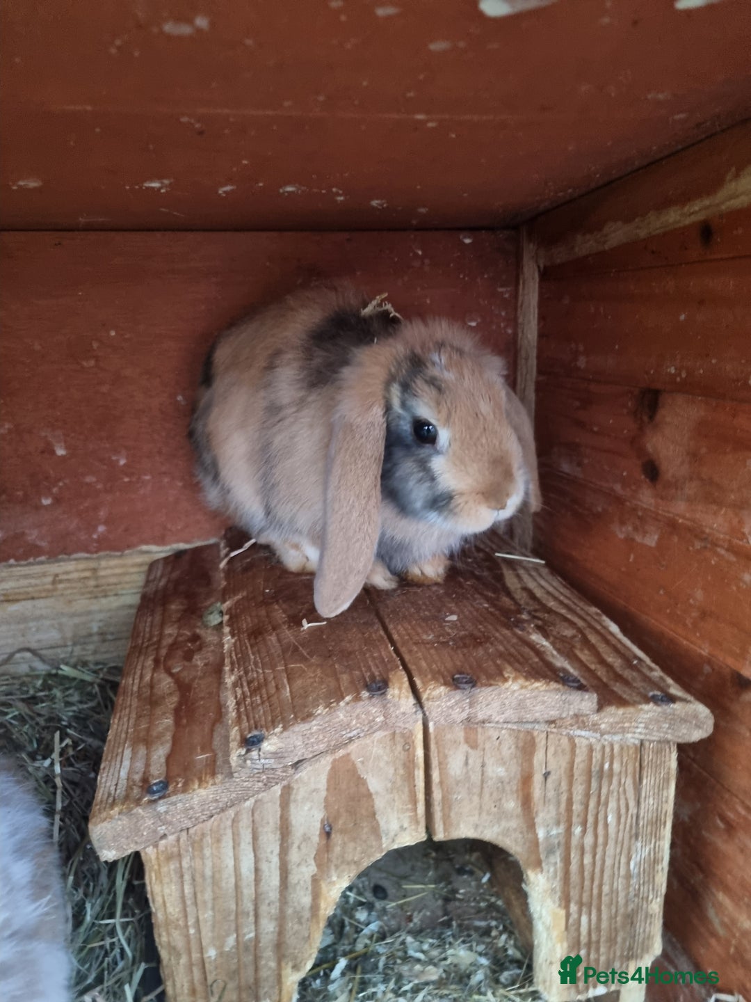 Mini Lop rabbits for sale: Mini lop pure breeds ready now - Image 4