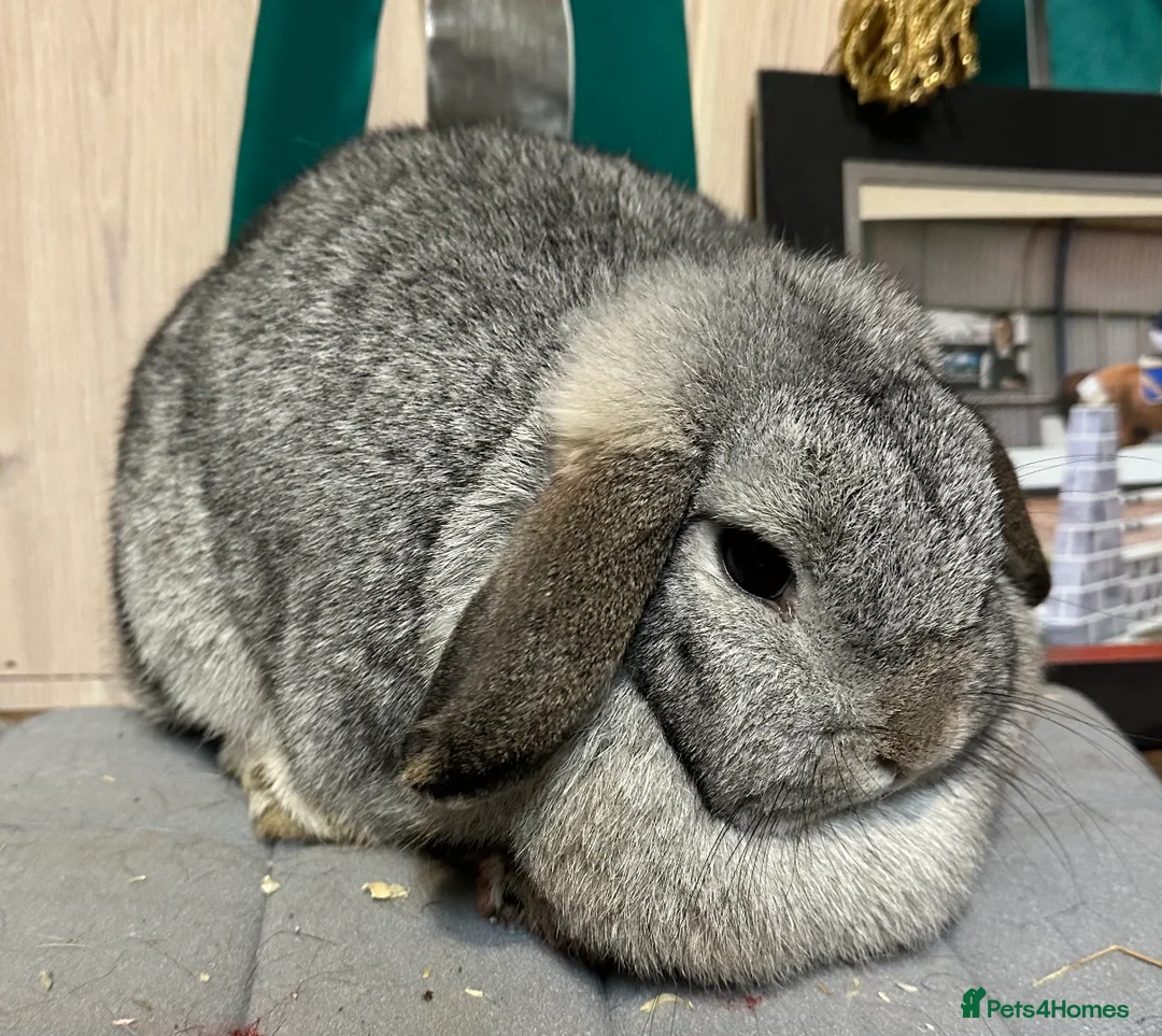 Mini Lop rabbits for sale: Beautiful mini lops looking for her new home  - Advert 3