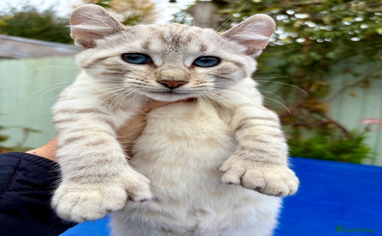 Keetso cats - Advert 4