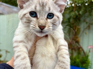 Keetso cats - Advert 3