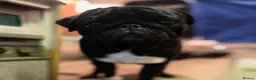 Pug dogs for sale: Male and Female pug for rehoming  in Newark - Advert 3