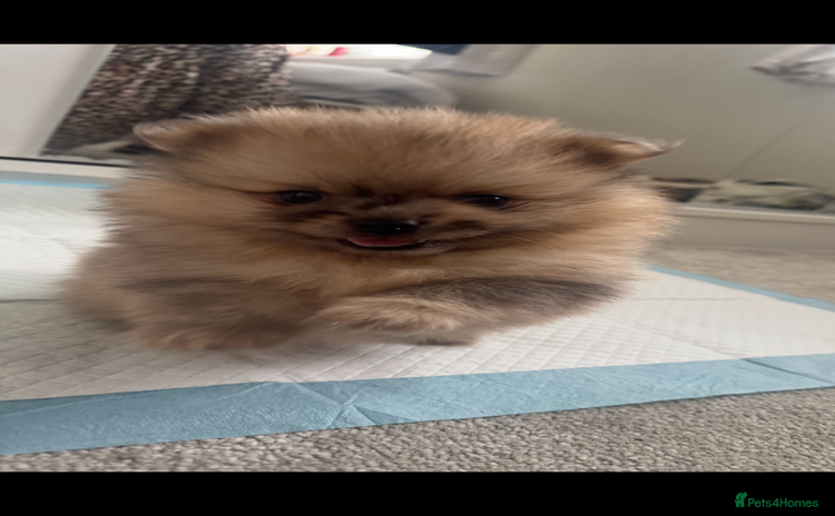 Pomeranian dogs - Advert 1