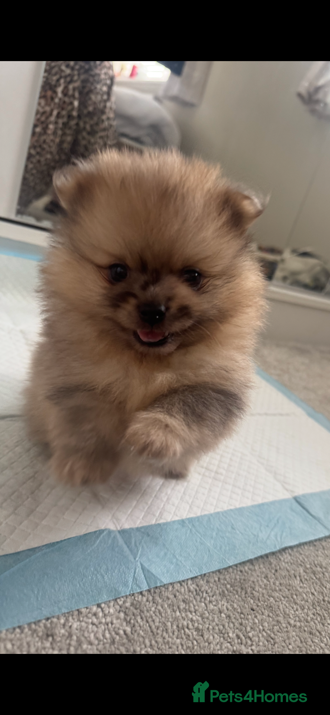 Pomeranian dogs for sale: Xs Merle Pomeranian pup⭐️⭐️⭐️ - Image 2