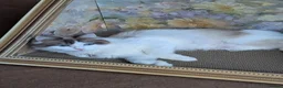 Ragdoll cats for sale: Pure breed bicolour Ragdoll  - Advert 2