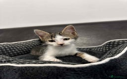 Mixed Breed cats for adoption: Henry for adoption - Image 5
