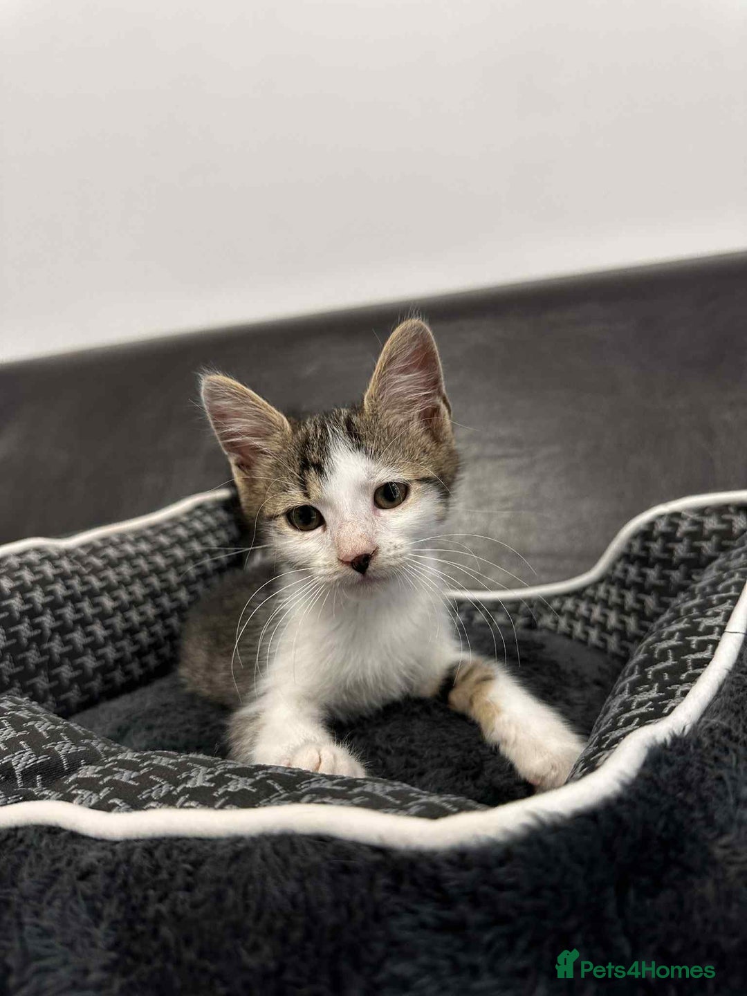 Mixed Breed cats for adoption: Henry for adoption - Image 5