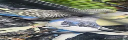 Budgerigars birds for sale: Baby budgies for sale  in Waltham Abbey - Advert 6