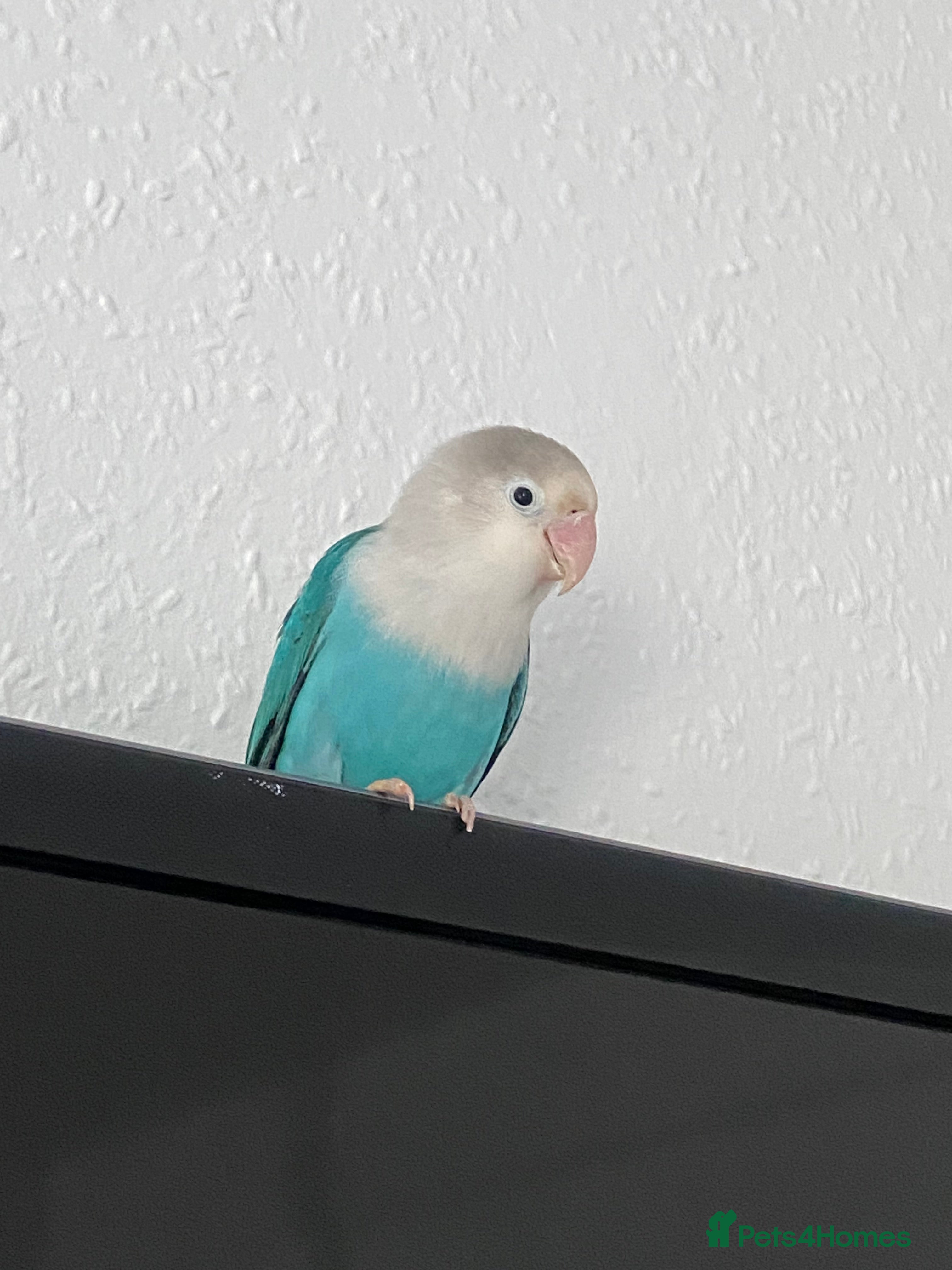 Lovebirds birds Selling Fischer Lovebirds-toys and cage included  - Advert 2