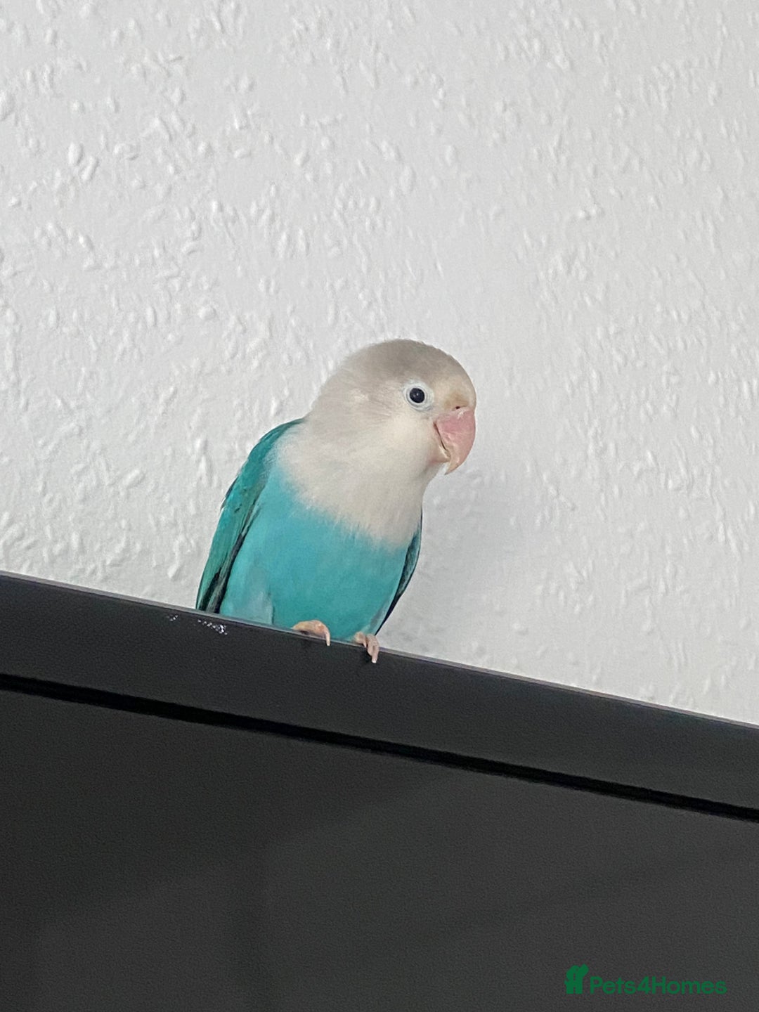 Lovebirds birds for sale: Selling Fischer’s Lovebird (PRICE IS NEGOTIABLE) - Advert 1