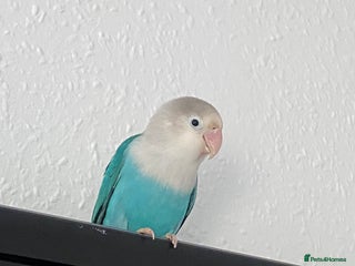 Lovebirds birds Selling Fischer’s Lovebird (PRICE IS NEGOTIABLE) - Advert 6