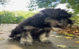 Miniature Schnauzer dogs for sale: KC miniature schnauzer (house trained) - Image 6
