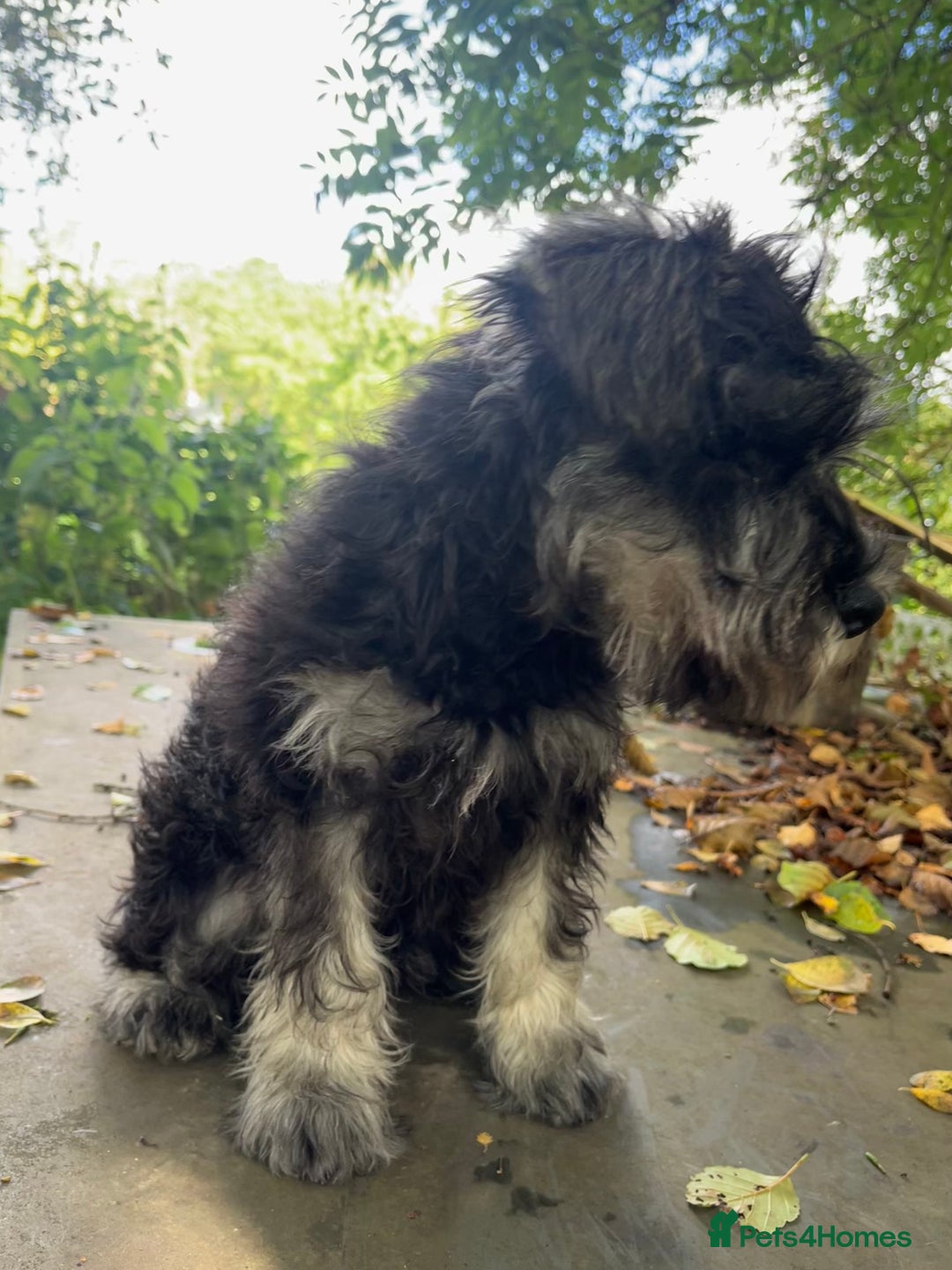 Miniature Schnauzer dogs for sale: KC miniature schnauzer (house trained) - Image 6