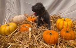 Mixed Breed dogs for sale: 12 beautiful puppies - Image 17