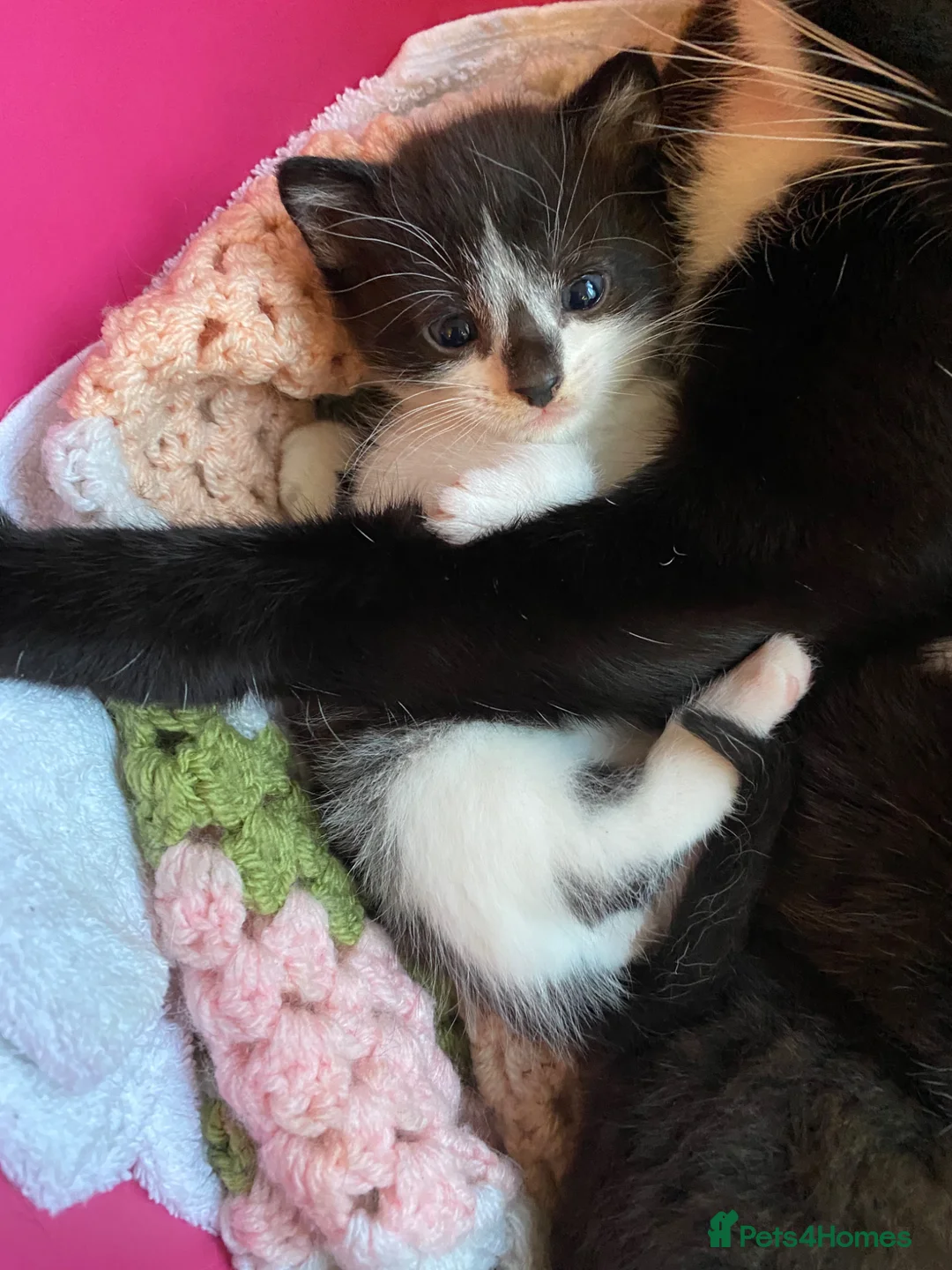 Mixed Breed cats for sale: 4adorable kittens in Woking - Advert 12