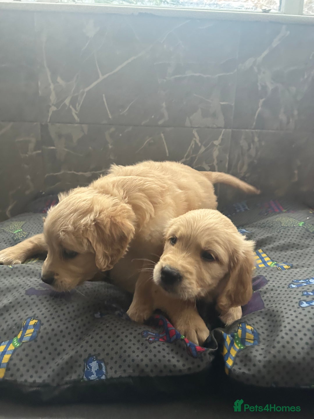 Golden Retriever dogs for sale: Kc registered Golden Retriever puppies available  - Image 12