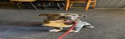 Mixed Breed dogs for sale: Mastiff/presa  - Advert 5