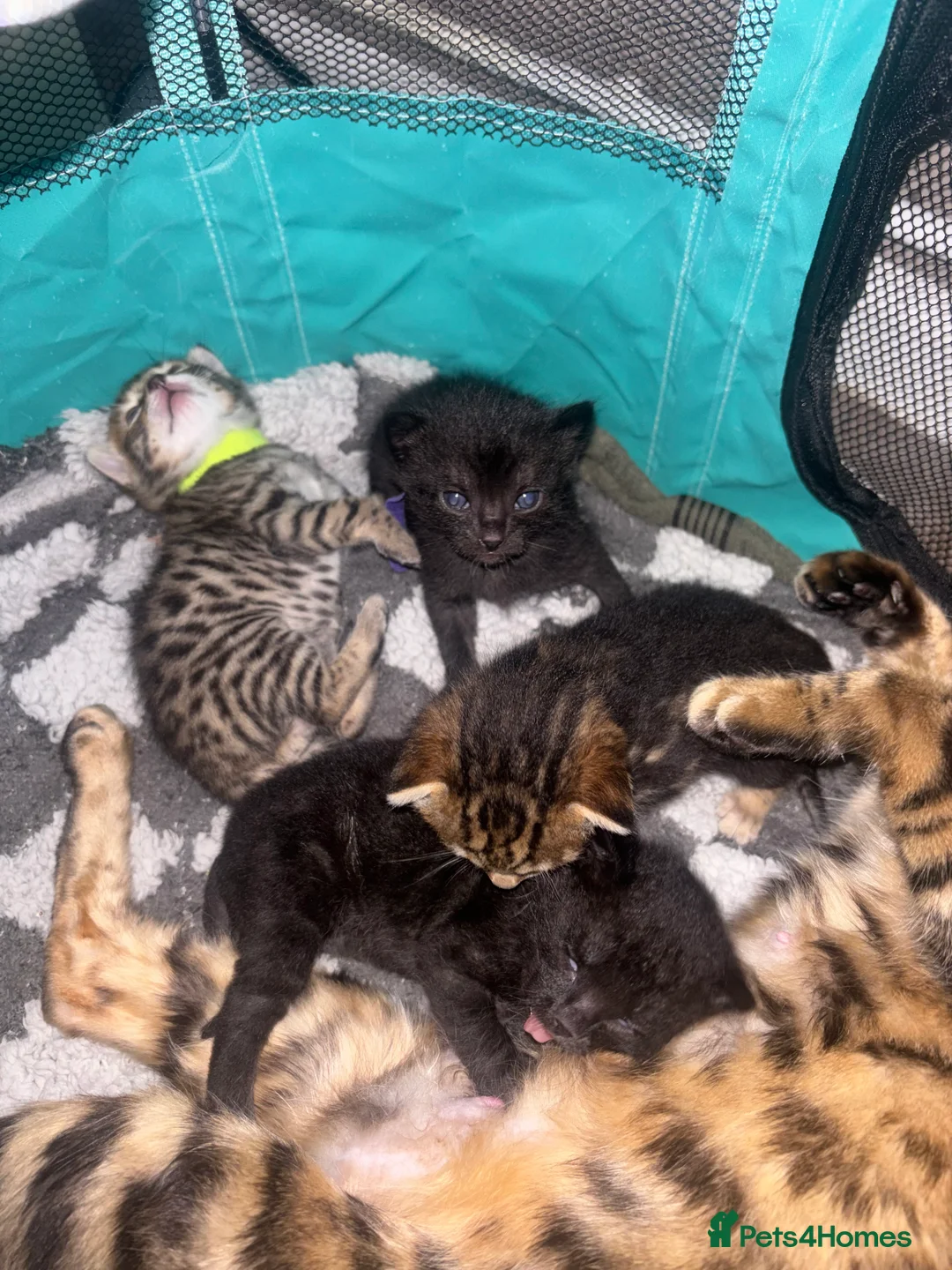 Bengal cats for sale: 3 Beautiful unique Bengal Babies  - Advert 10