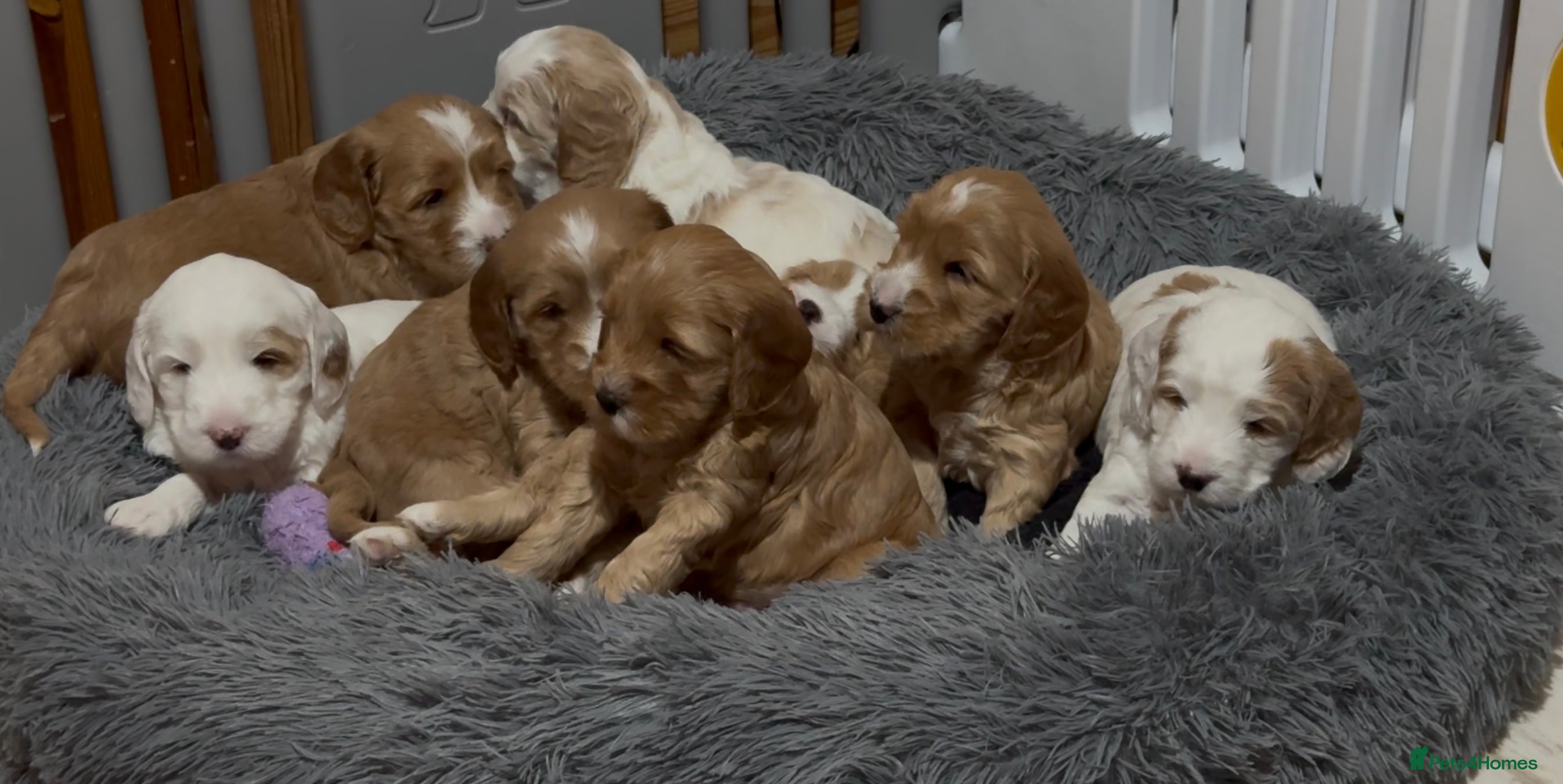 Australian Labradoodle dogs Perfect Mini Australian Labradoodle pups 🐾  - Advert 20