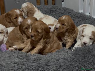 Australian Labradoodle dogs Perfect Mini Australian Labradoodle pups 🐾 - Advert 20