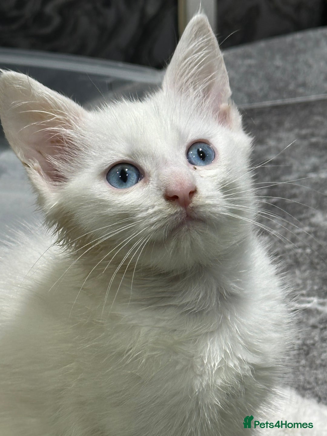 Turkish Angora cats for sale: Turkish angora ready now  - Advert 3