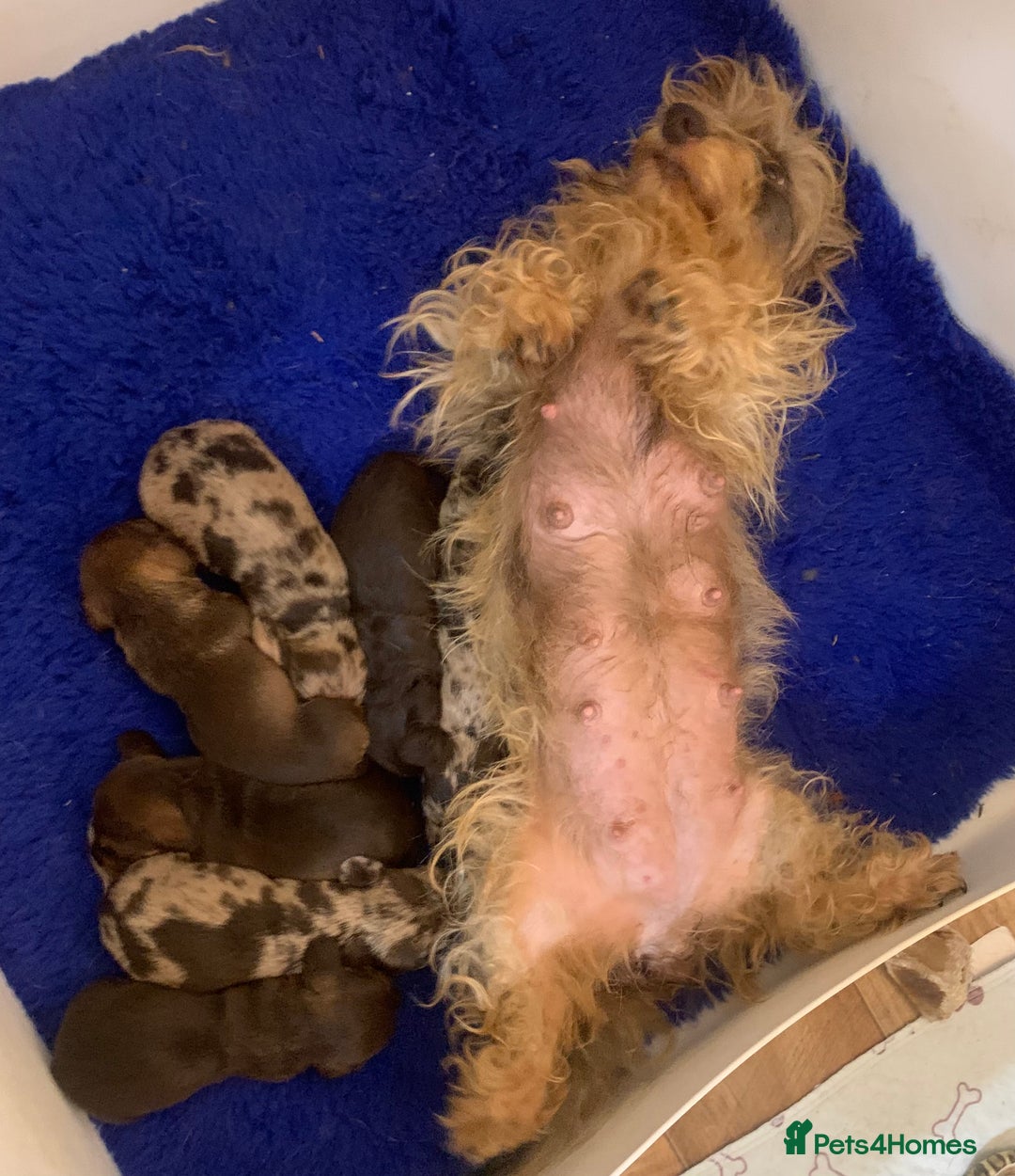 Miniature Dachshund dogs for sale: Wirehaired Miniture Dachshunds KC reg - Image 15