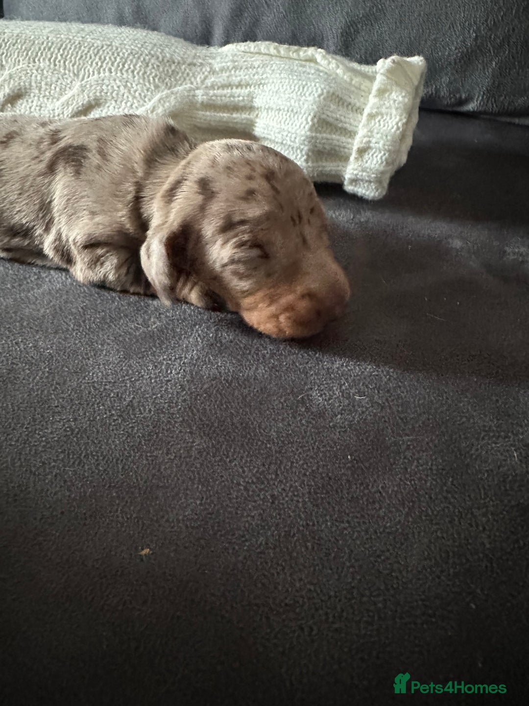 Dachshund dogs for sale: Miniature dashaunds - Advert 5