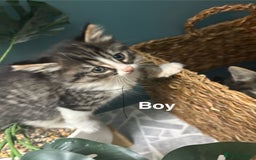 British Shorthair cats for sale: 7 kittens  - Image 4